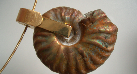 Ammonite Wechselrahmen